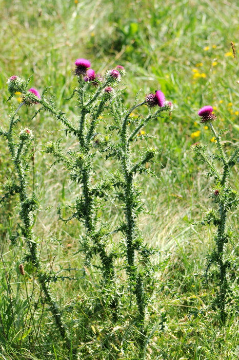 Carduus nutans / Cardo rosso